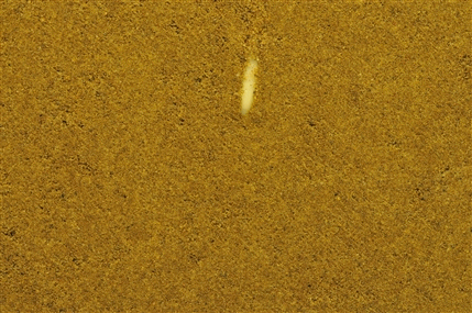 root growth in davel